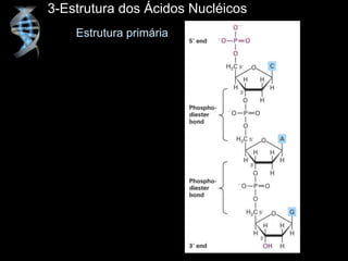 3-Estrutura dos Ácidos Nucléicos
Estrutura primária
 