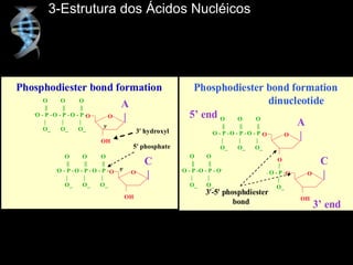 O
OH
O
A
|
O
||
O - P -
|
O_
O
||
O - P -
|
O_
O
||
-O - P -
|
O_
O
||
O - P -
|
O_
O
||
O - P -
|
O_
O
||
-O - P -
|
O_
O
OH
O
C
|
Phosphodiester bond formation
3¢ hydroxyl
3¢
5¢ phosphate
5¢
3-Estrutura dos Ácidos Nucléicos
|
_ O - P -
|
O_
O
||
O - P - O-
|
O_
O
||
-O - P -
|
O_
O
O
O
A
|
O
||
O - P -
|
O_
O
||
O - P -
|
O_
O
||
-O - P -
|
O_
O
OH
O
C
|
Phosphodiester bond formation
dinucleotide
5’ end
3’ end
3¢-5¢ phosphdiester
bond
 