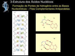 3-Estrutura dos Ácidos Nucléicos
H2N
N
N
N N
N
N
O
O
H
C
H
3
A
T
G
N
N
N N
H2N
O
H
O
N
NH2
N
C
Formação de Pontes de hidrogênio entre as Bases
Nucleotídicas – Fitas Complementares Antiparalelas
 