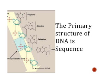 DNA STRUCTURE AND INTRODUCTION TO THE REPLICATION.pptx