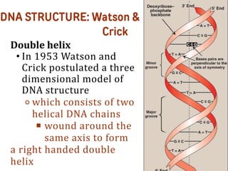 DNA STRUCTURE AND INTRODUCTION TO THE REPLICATION.pptx