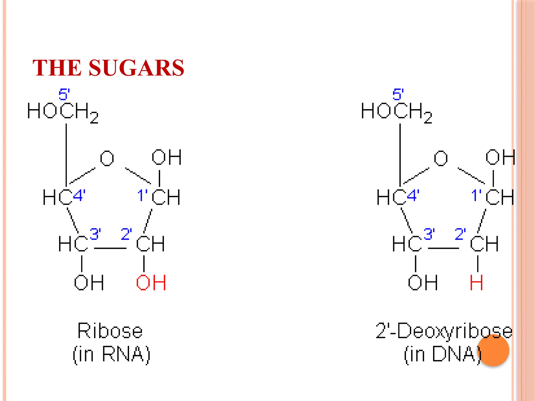 THE SUGARS
 