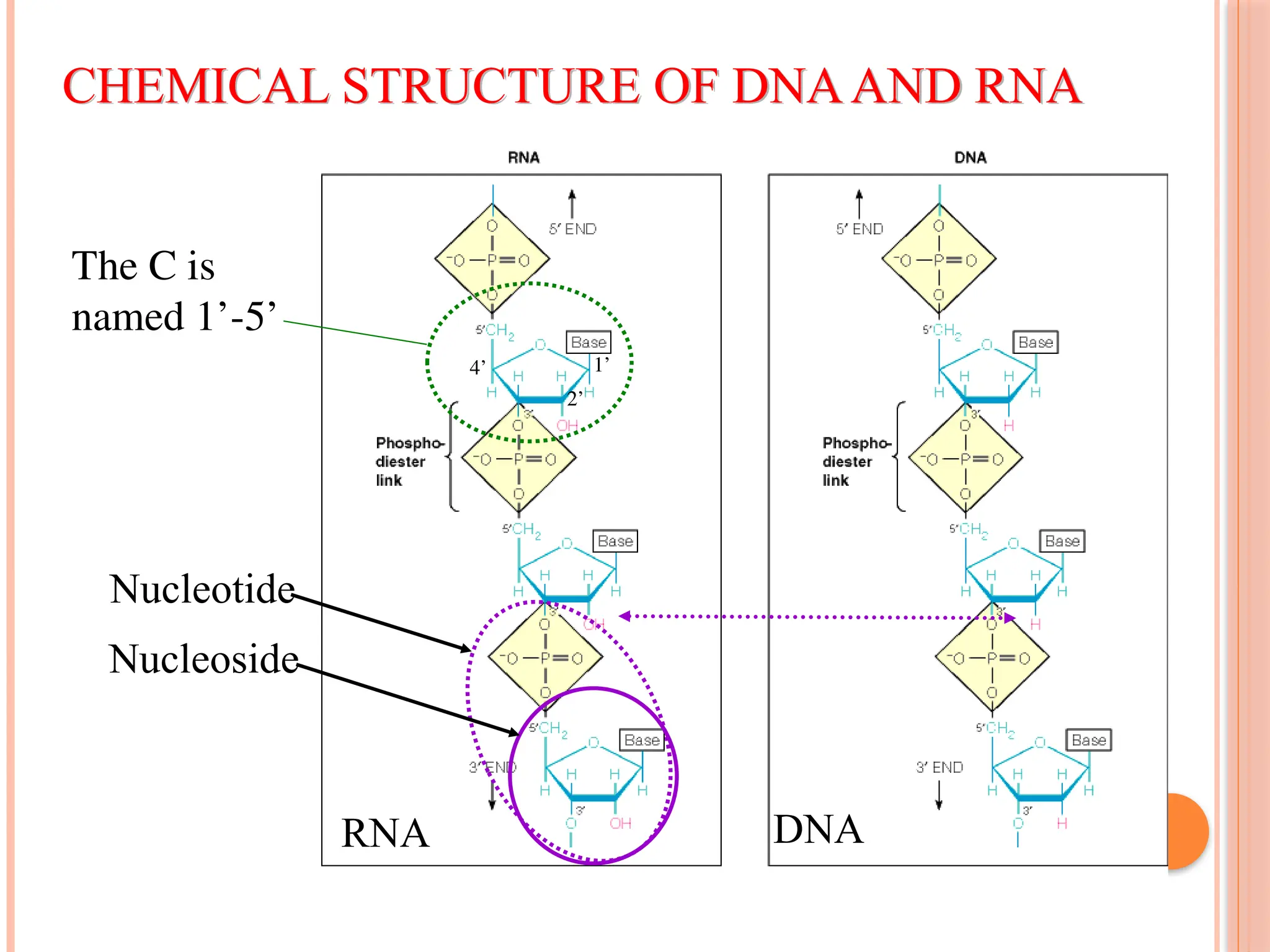 CHEMICAL STRUCTURE OF DNAAND RNA
RNA DNA
Nucleotide
Nucleoside
1’
2’
4’
The C is
named 1’-5’
 