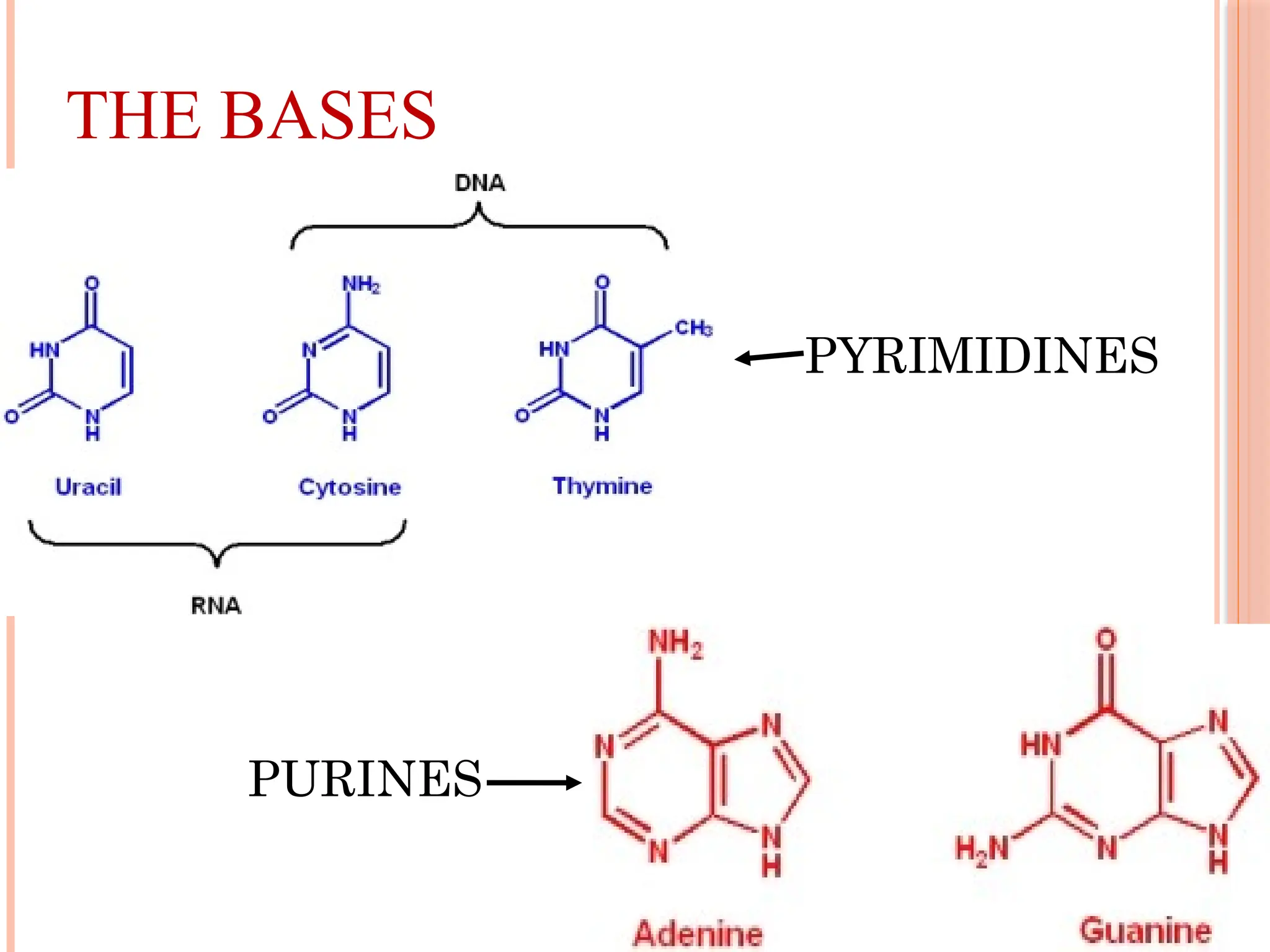 THE BASES
PURINES
PYRIMIDINES
 