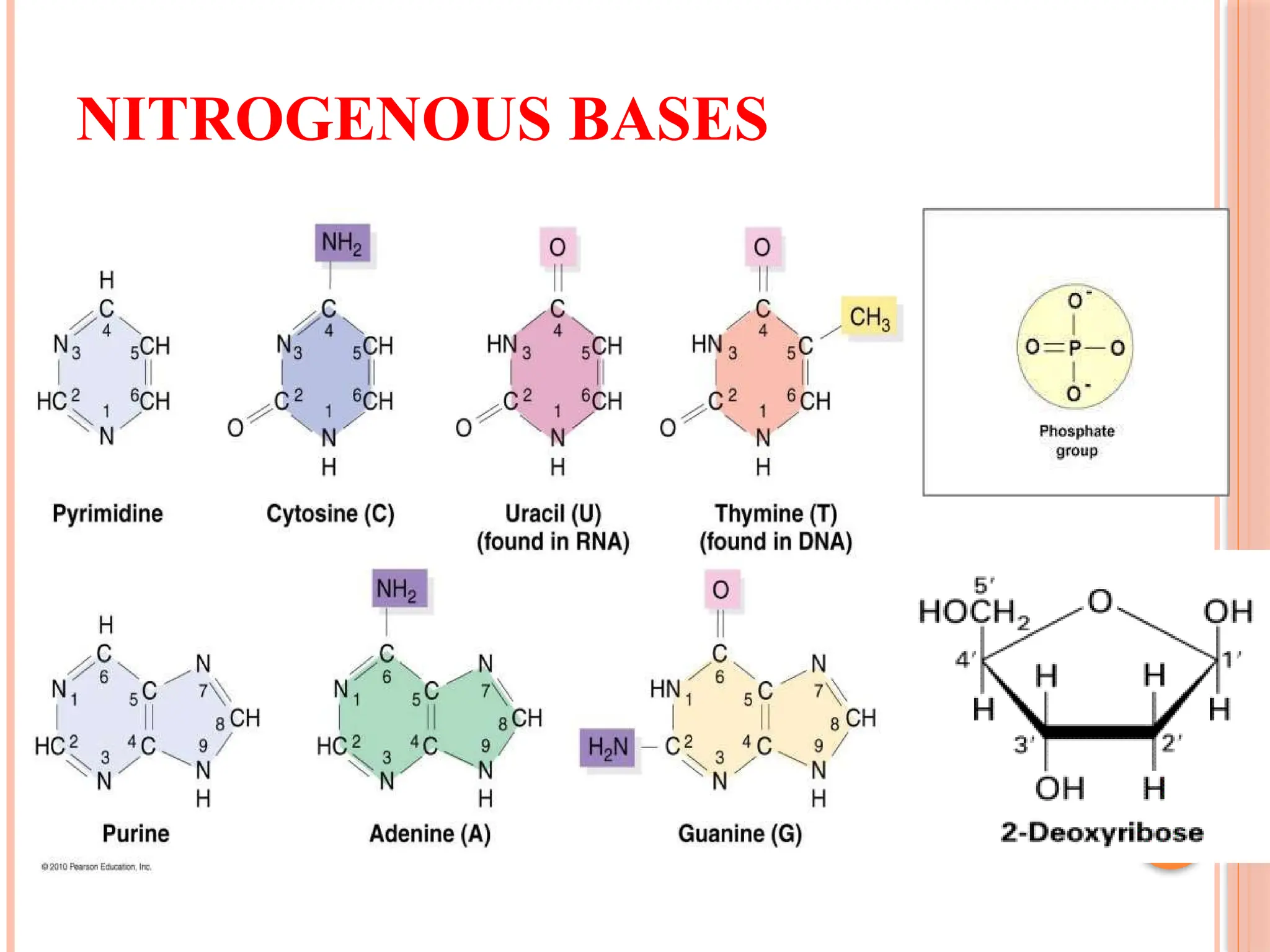NITROGENOUS BASES
 