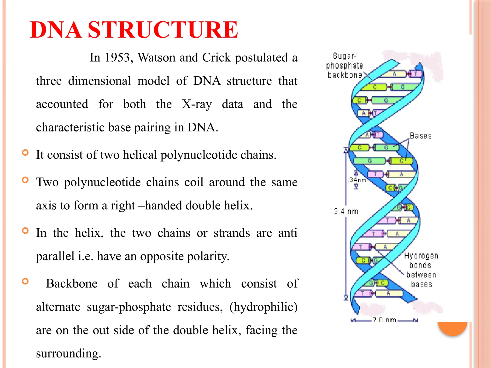 DNA STRUCTURE
In 1953, Watson and Crick postulated a
three dimensional model of DNA structure that
accounted for both the X-ray data and the
characteristic base pairing in DNA.
 It consist of two helical polynucleotide chains.
 Two polynucleotide chains coil around the same
axis to form a right –handed double helix.
 In the helix, the two chains or strands are anti
parallel i.e. have an opposite polarity.
 Backbone of each chain which consist of
alternate sugar-phosphate residues, (hydrophilic)
are on the out side of the double helix, facing the
surrounding.
 