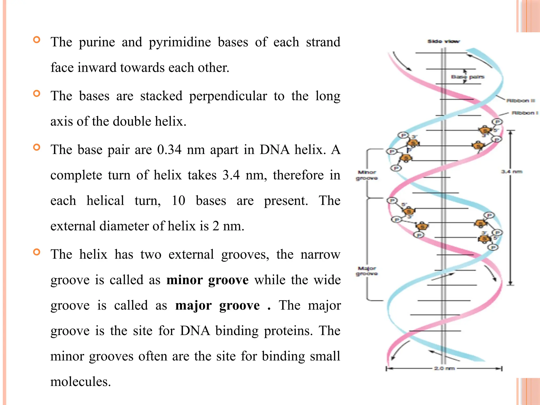  The purine and pyrimidine bases of each strand
face inward towards each other.
 The bases are stacked perpendicular to the long
axis of the double helix.
 The base pair are 0.34 nm apart in DNA helix. A
complete turn of helix takes 3.4 nm, therefore in
each helical turn, 10 bases are present. The
external diameter of helix is 2 nm.
 The helix has two external grooves, the narrow
groove is called as minor groove while the wide
groove is called as major groove . The major
groove is the site for DNA binding proteins. The
minor grooves often are the site for binding small
molecules.
 