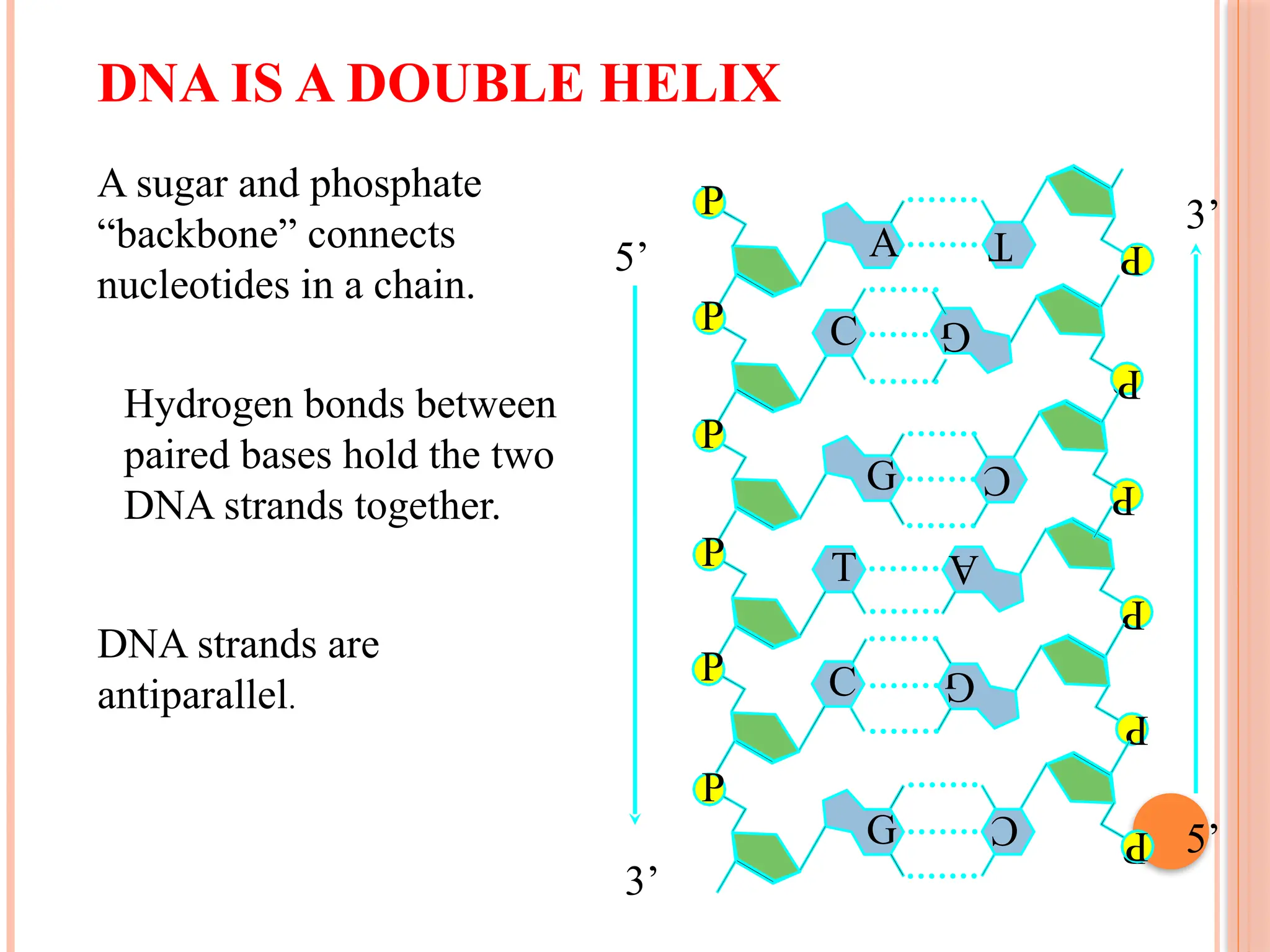 DNA IS A DOUBLE HELIX
P
A
P C
P
G
P T
P C
P
G
P
A
P
C
P
T
G
P
P
C P
A sugar and phosphate
“backbone” connects
nucleotides in a chain.
P
G
P
DNA strands are
antiparallel.
5’
3’
3’
5’
Hydrogen bonds between
paired bases hold the two
DNA strands together.
 