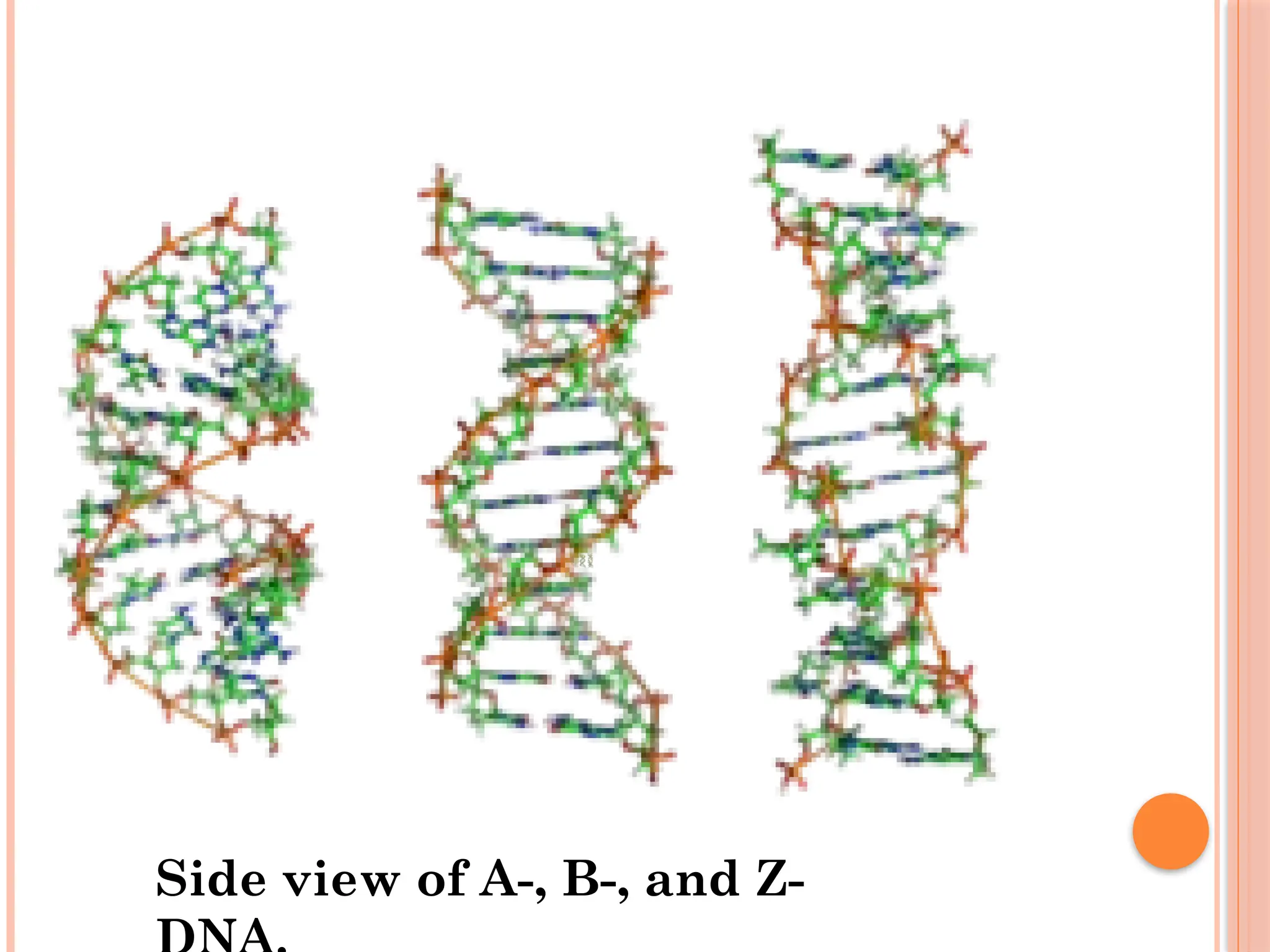 Side view of A-, B-, and Z-
 