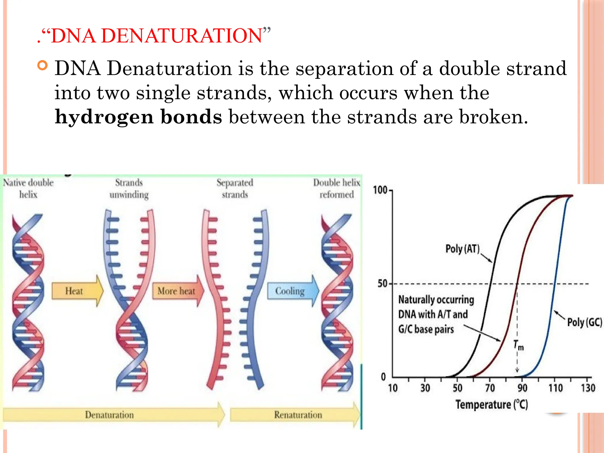 .“DNA DENATURATION”
 DNA Denaturation is the separation of a double strand
into two single strands, which occurs when the
hydrogen bonds between the strands are broken.
 