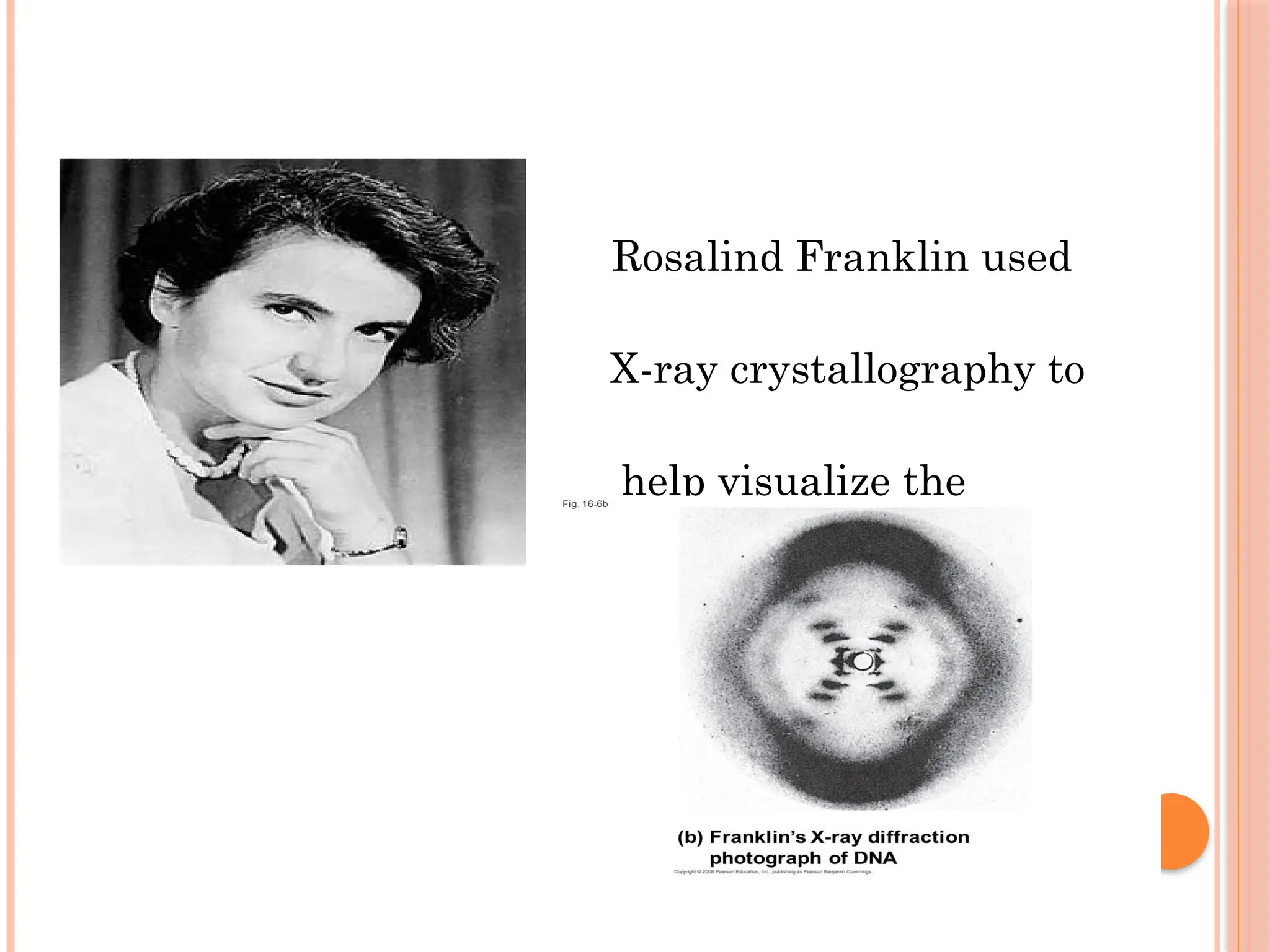  Rosalind Franklin used
X-ray crystallography to
help visualize the
structure of DNA
 