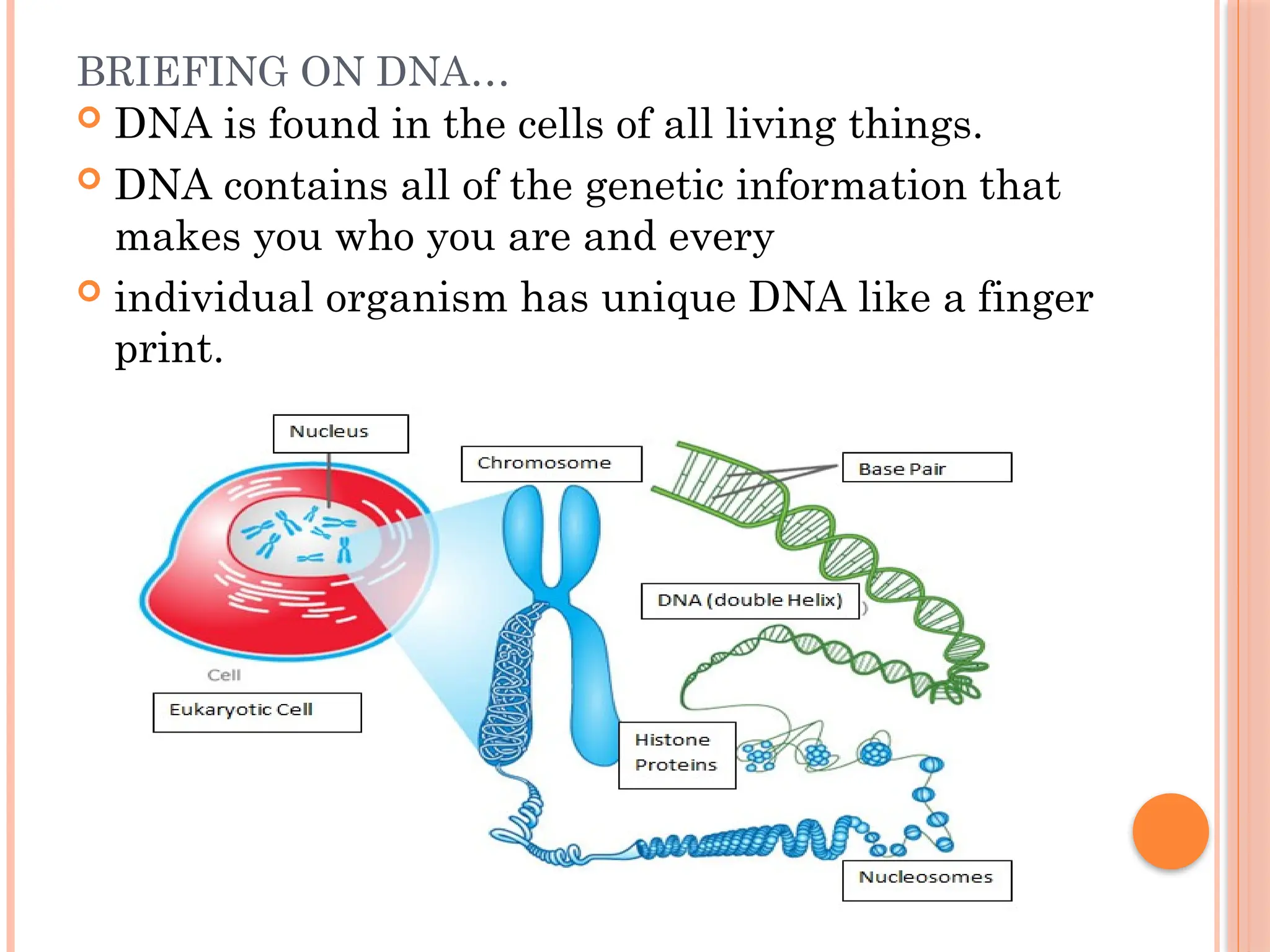 BRIEFING ON DNA…
 DNA is found in the cells of all living things.
 DNA contains all of the genetic information that
makes you who you are and every
 individual organism has unique DNA like a finger
print.
 
