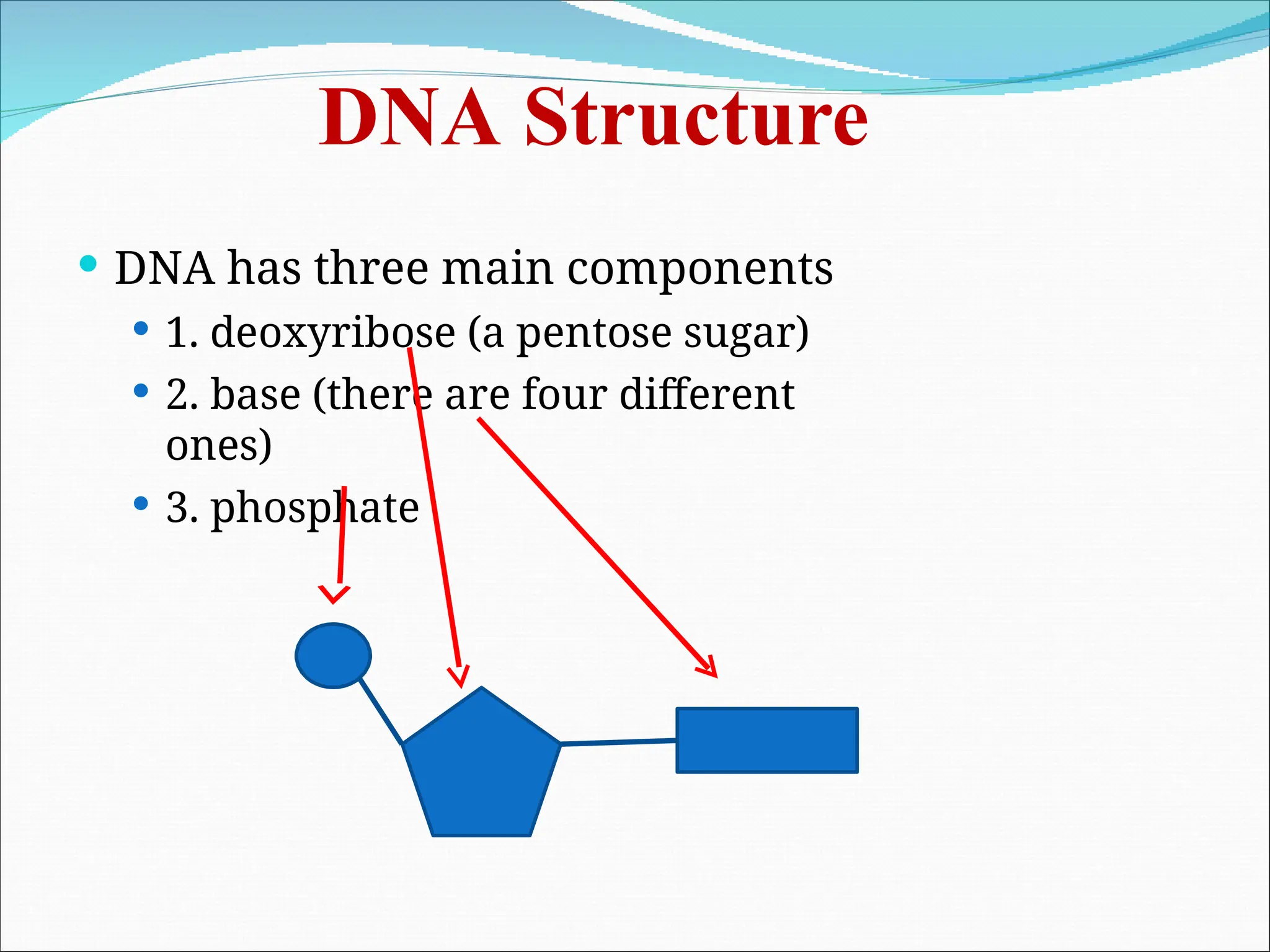 DNA Structure
 DNA has three main components
 1. deoxyribose (a pentose sugar)
 2. base (there are four different
ones)
 3. phosphate
 
