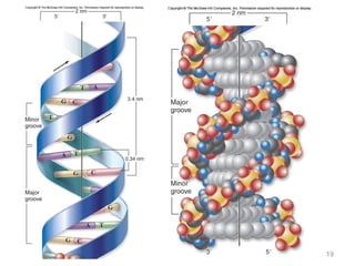 Comprehensive Review of DNA Structure, Composition, and Properties | PPTX
