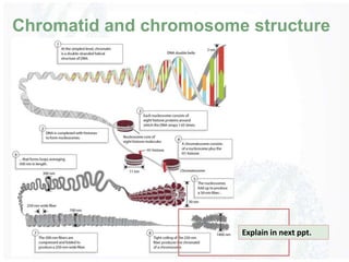 Chromatid and chromosome structure
Explain in next ppt.
 