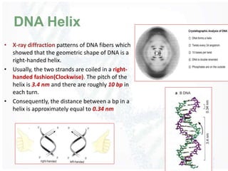 DNA Helix
• X-ray diffraction patterns of DNA fibers which
showed that the geometric shape of DNA is a
right-handed helix....