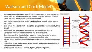 DNA structure-Lecture-2 nucleicacid.pptx