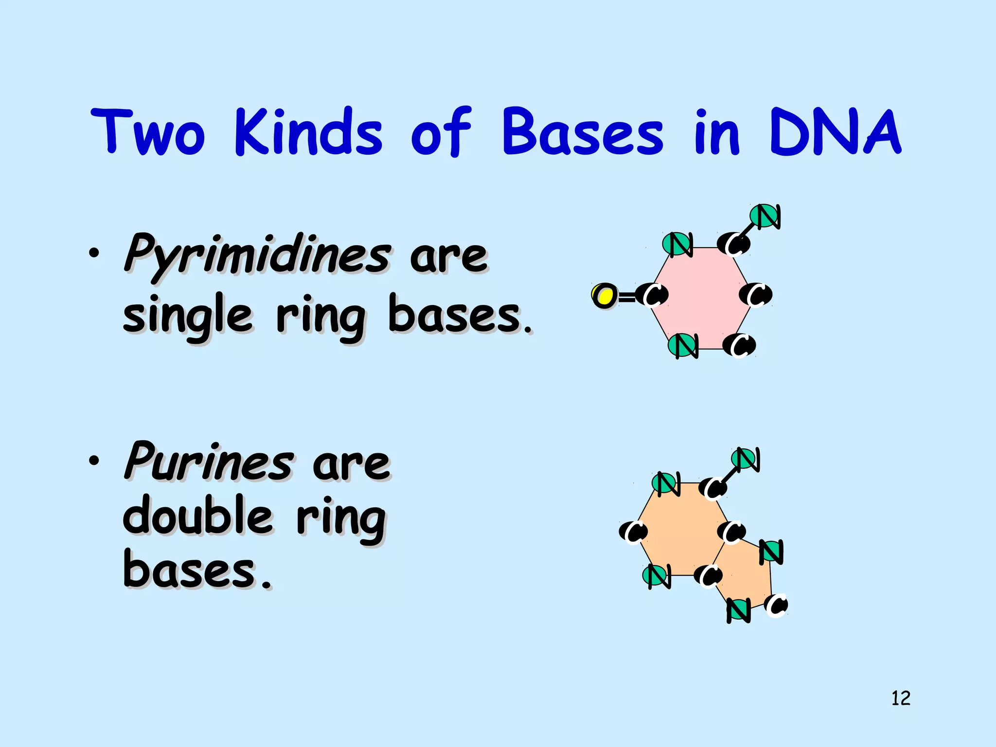 12
Two Kinds of Bases in DNA
• PyrimidinesPyrimidines areare
single ring basessingle ring bases..
• PurinesPurines areare
double ringdouble ring
bases.bases.
C
C
C
C
N
N
OO
N
C
C
C
C
N
N
N
N
N
C
 