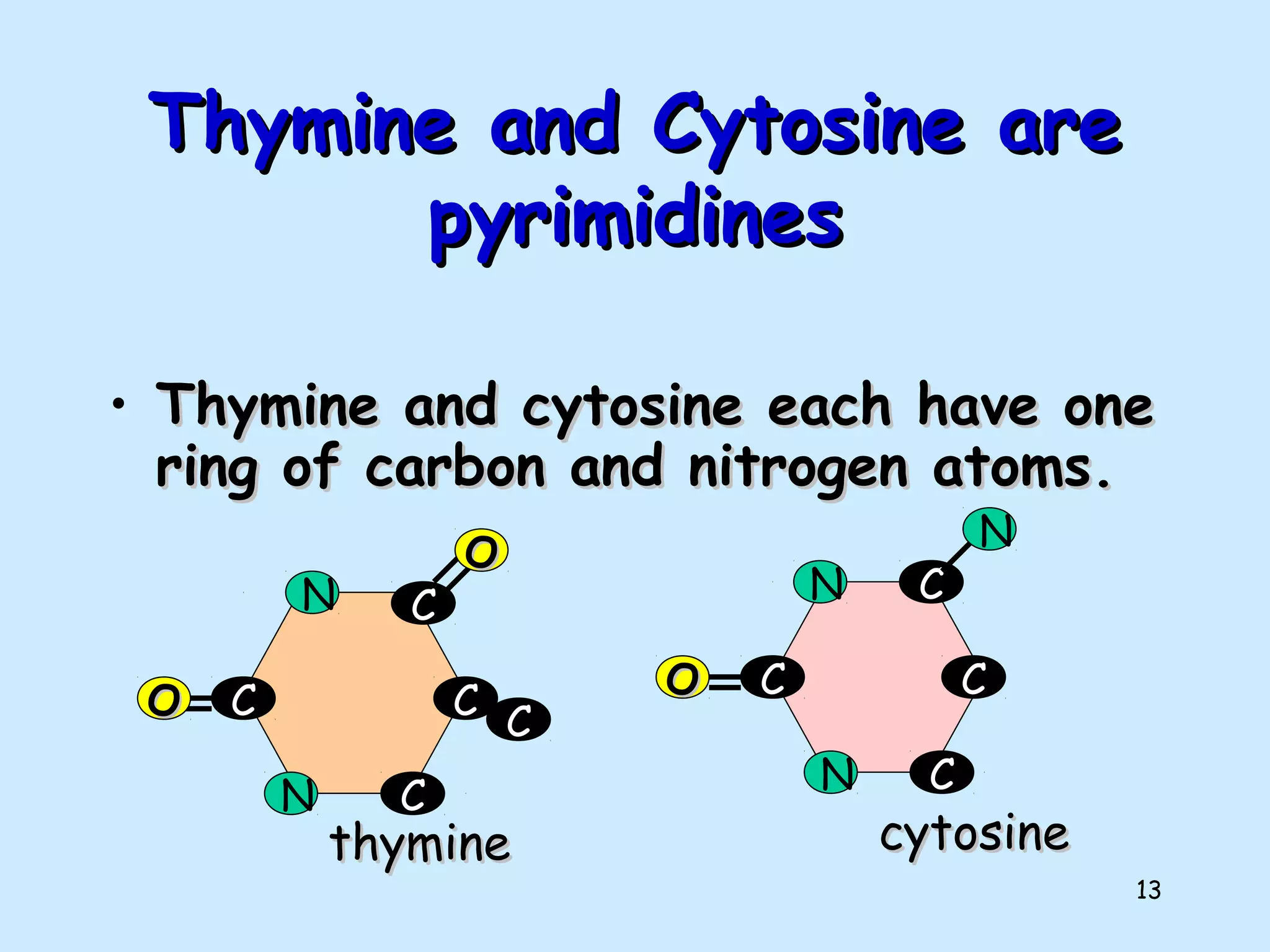 13
Thymine and Cytosine areThymine and Cytosine are
pyrimidinespyrimidines
• Thymine and cytosine each have oneThymine and cytosine each have one
ring of carbon and nitrogen atoms.ring of carbon and nitrogen atoms.
C
C
C
C
N
N
OO
N
cytosinecytosine
C
C
C
C
N
N
OO
OO
thyminethymine
C
 