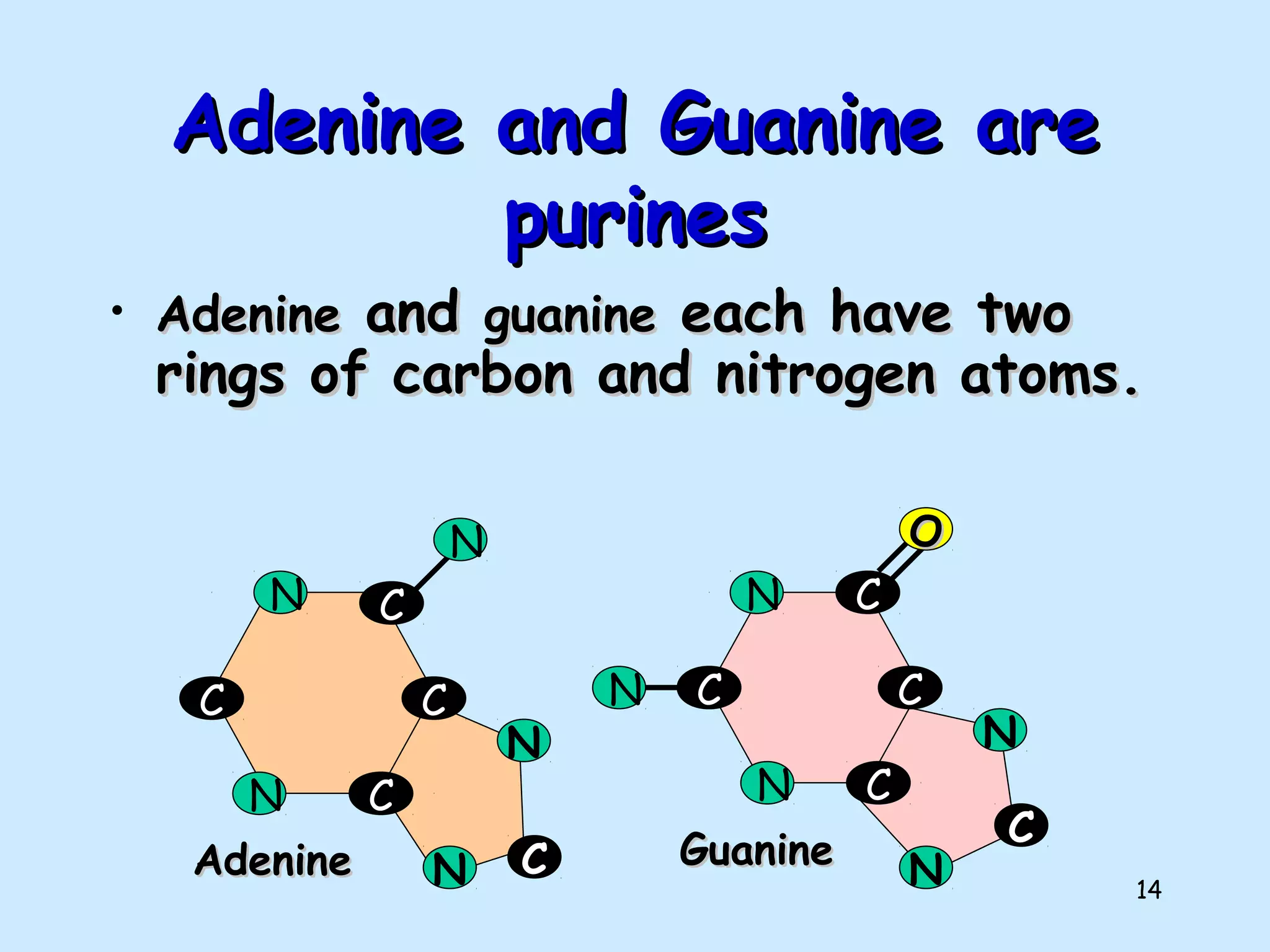 14
Adenine and Guanine areAdenine and Guanine are
purinespurines
• AdenineAdenine andand guanineguanine each have twoeach have two
rings of carbon and nitrogen atoms.rings of carbon and nitrogen atoms.
C
C
C
C
N
N
N
AdenineAdenine N
N
C
C
C
C
C
N
N
OO
N
GuanineGuanine N
N
C
 