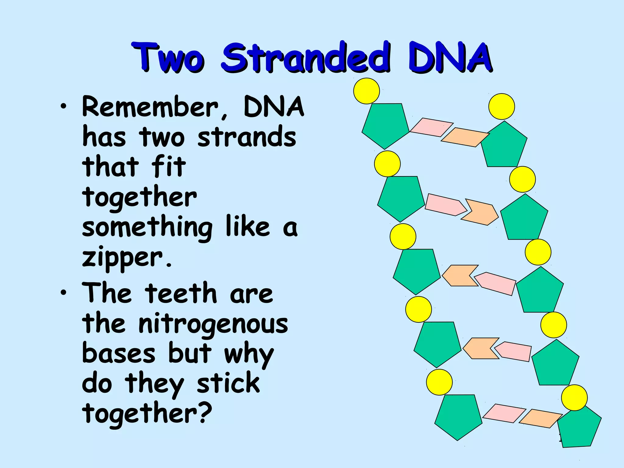 15
Two Stranded DNATwo Stranded DNA
• Remember, DNA
has two strands
that fit
together
something like a
zipper.
• The teeth are
the nitrogenous
bases but why
do they stick
together?
 