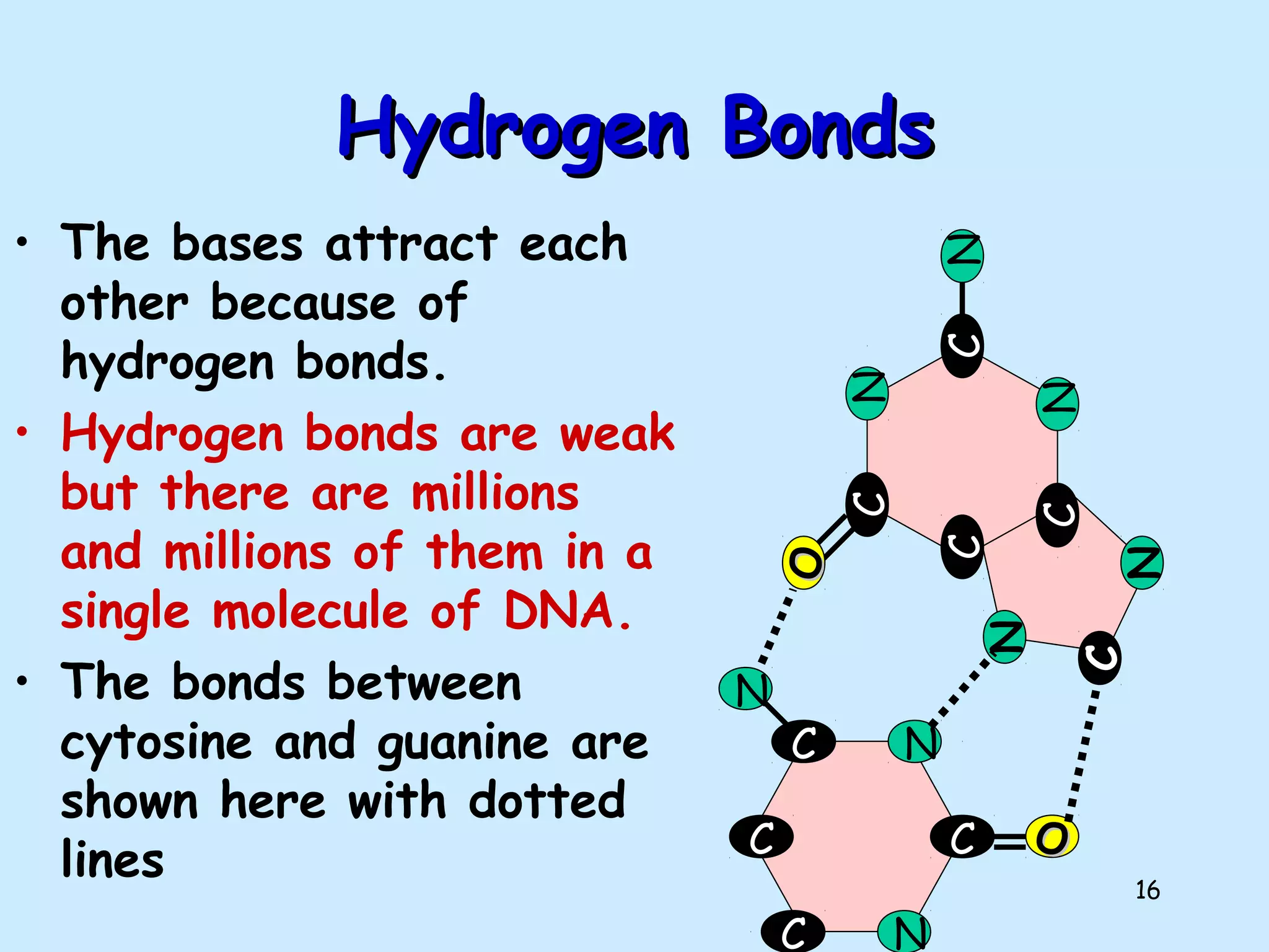 16
C
C
C
C
N
N
OO
N
C
C
C
C
N
N
OO
N
N
N
C
Hydrogen BondsHydrogen Bonds
• The bases attract each
other because of
hydrogen bonds.
• Hydrogen bonds are weak
but there are millions
and millions of them in a
single molecule of DNA.
• The bonds between
cytosine and guanine are
shown here with dotted
lines
 