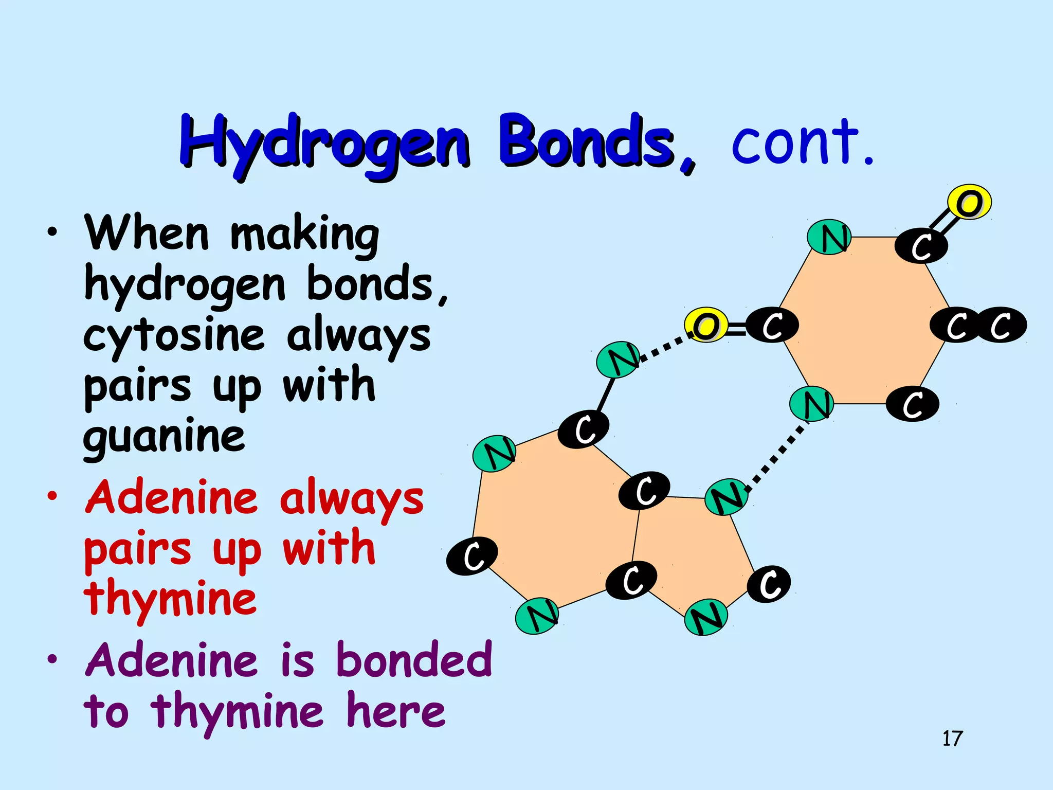 17
Hydrogen Bonds,Hydrogen Bonds, cont.
• When making
hydrogen bonds,
cytosine always
pairs up with
guanine
• Adenine always
pairs up with
thymine
• Adenine is bonded
to thymine here
C
C
C
C
N
N
N
N
N
C
C
C
C
C
N
N
OO
OO
C
 