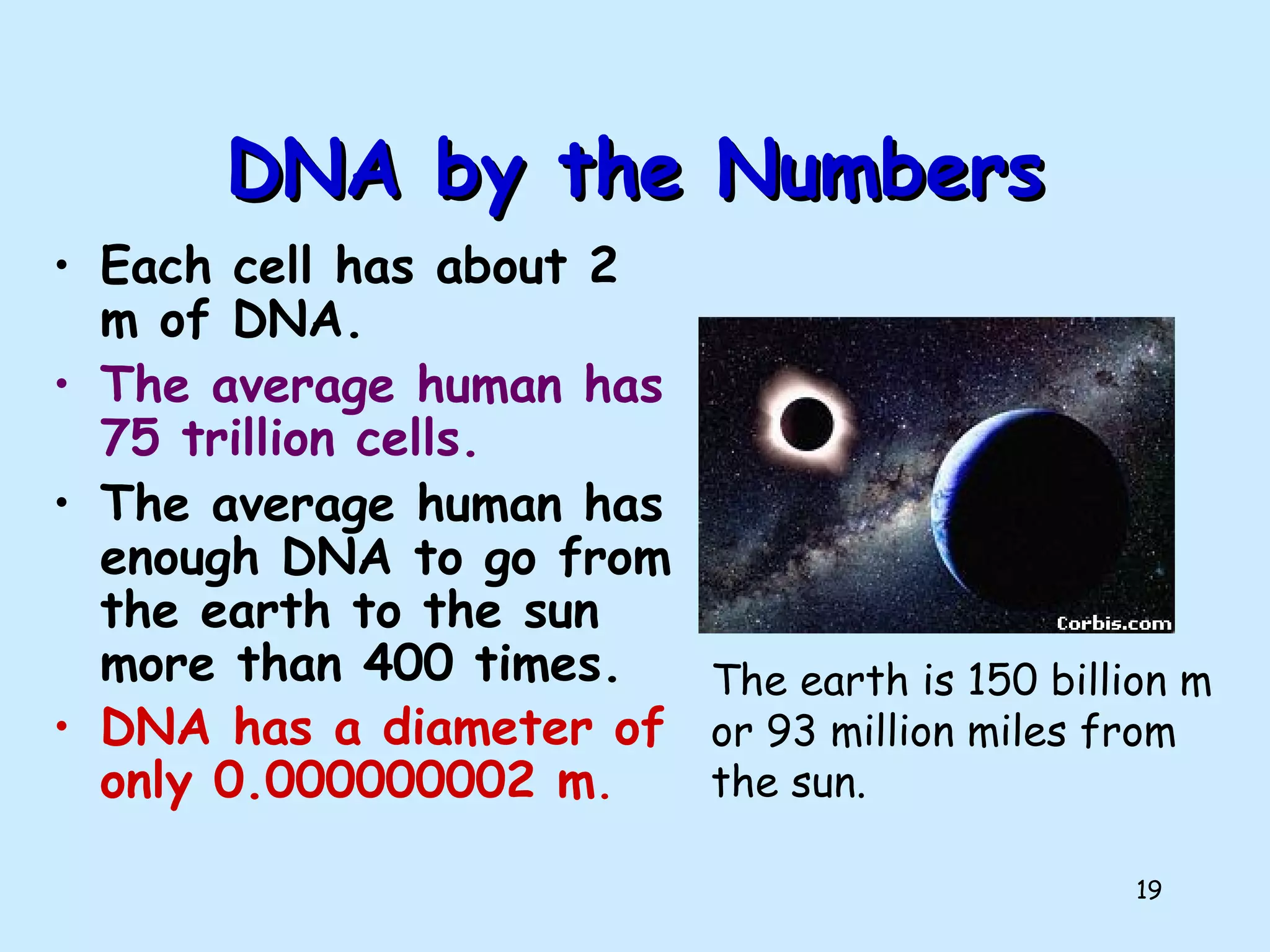 19
DNA by the NumbersDNA by the Numbers
• Each cell has about 2
m of DNA.
• The average human has
75 trillion cells.
• The average human has
enough DNA to go from
the earth to the sun
more than 400 times.
• DNA has a diameter of
only 0.000000002 m.
The earth is 150 billion m
or 93 million miles from
the sun.
 