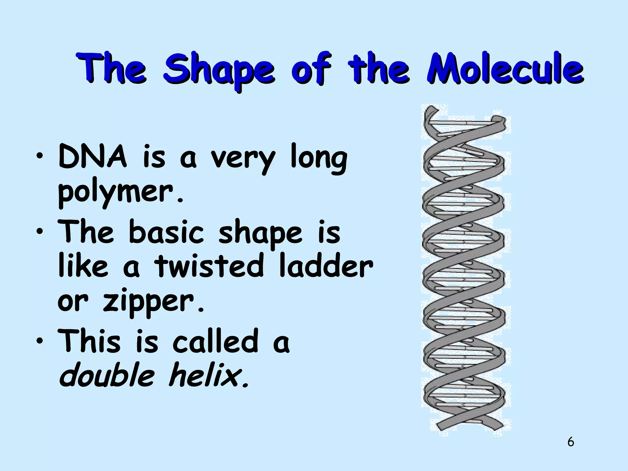 6
The Shape of the MoleculeThe Shape of the Molecule
• DNA is a very long
polymer.
• The basic shape is
like a twisted ladder
or zipper.
• This is called a
double helix.
 