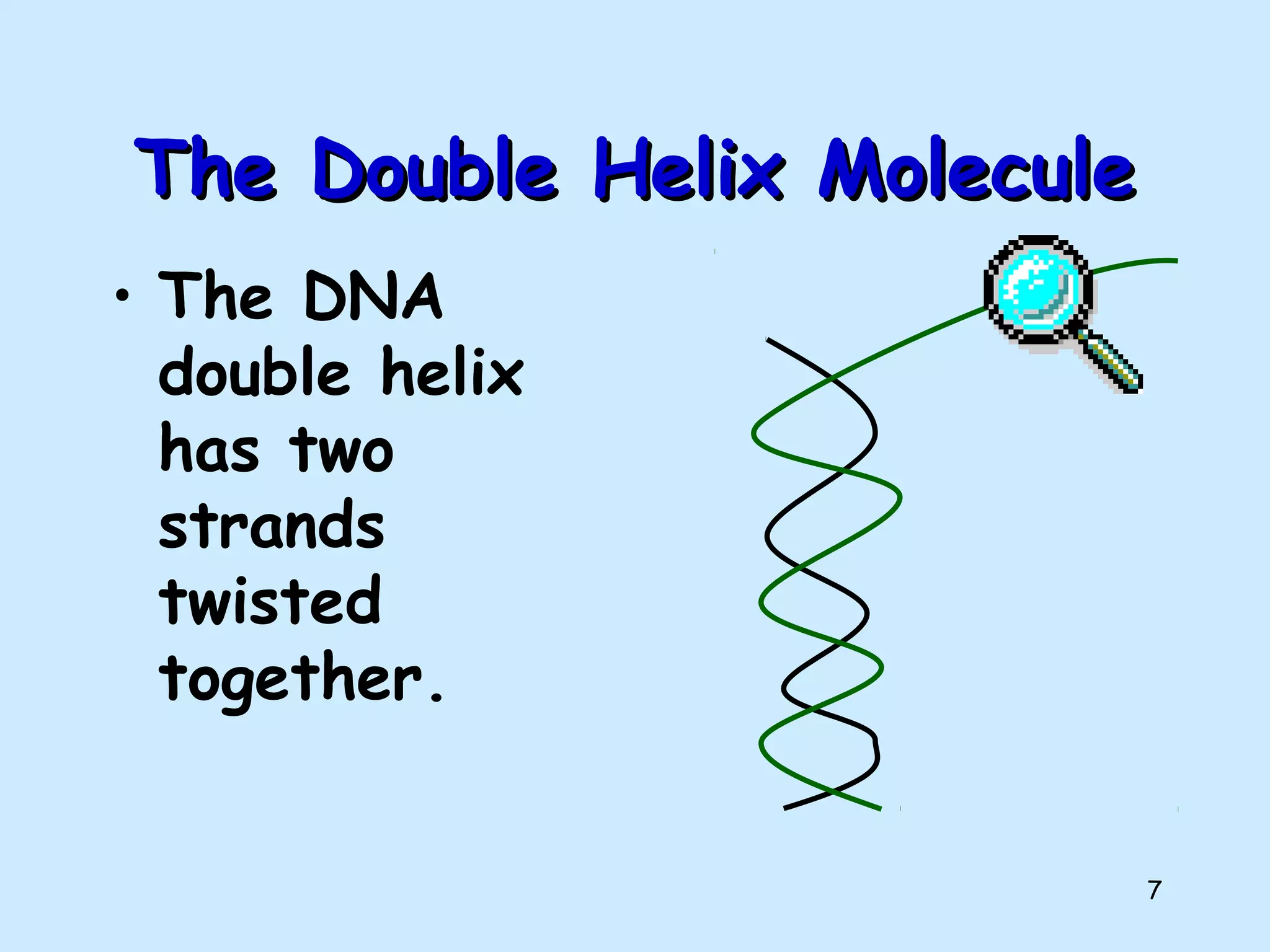 7
The Double Helix MoleculeThe Double Helix Molecule
• The DNA
double helix
has two
strands
twisted
together.
 