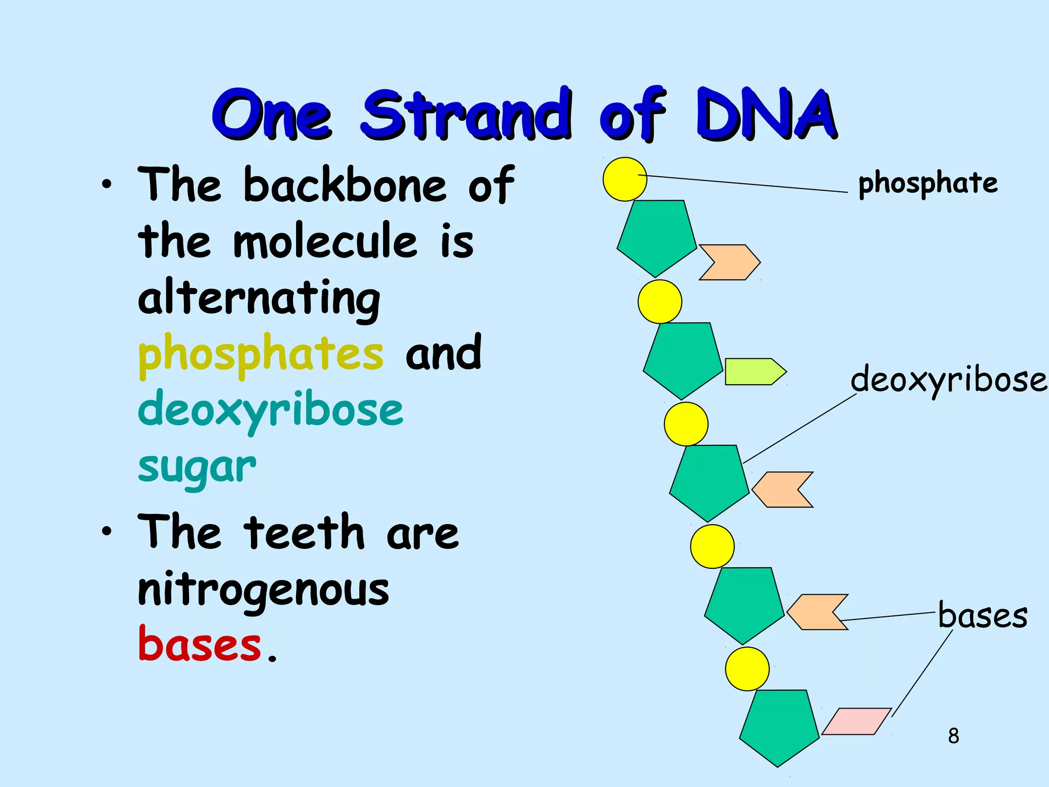 8
One Strand of DNAOne Strand of DNA
• The backbone of
the molecule is
alternating
phosphates and
deoxyribose
sugar
• The teeth are
nitrogenous
bases.
phosphate
deoxyribose
bases
 
