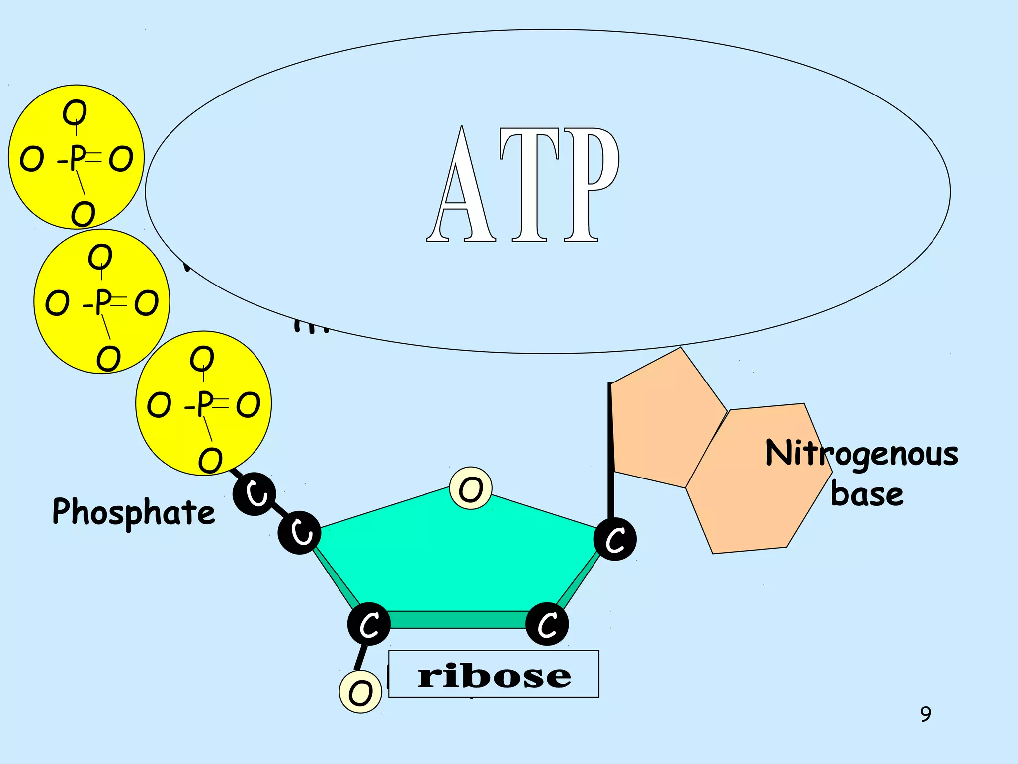 9
NucleotidesNucleotides
C C
C
O
Phosphate
O
C
C
O -P O
O
O
O -P O
O
O
O -P O
O
O
One deoxyribose together
with its phosphate and base
make a nucleotide.
Nitrogenous
base
Deoxyribose
 