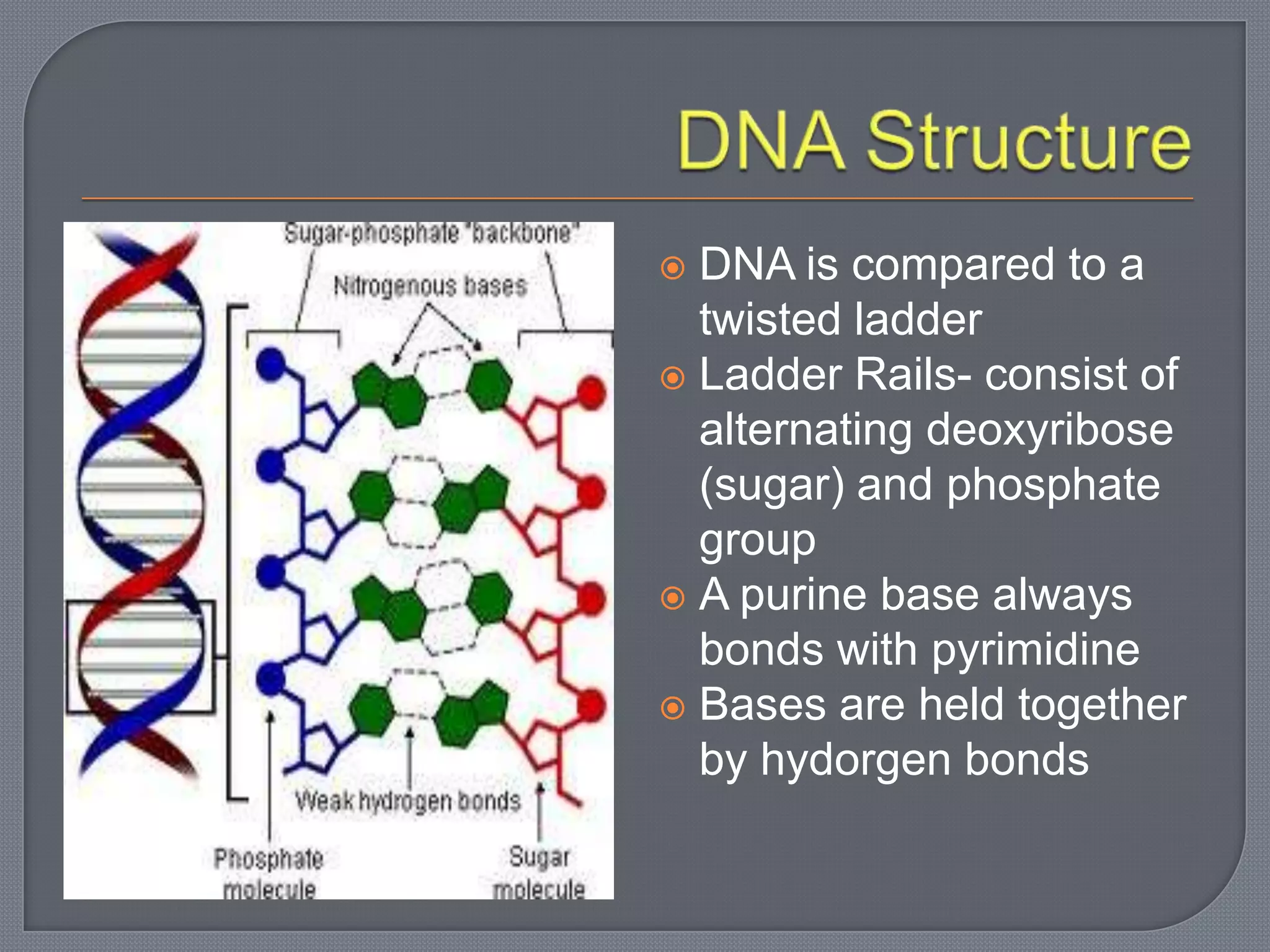 Dna structure 12.1 and 12.2 students | PPTX