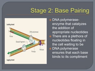 Dna structure 12.1 and 12.2 students | PPTX
