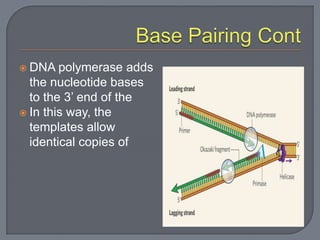  DNA   polymerase adds
  the nucleotide bases
  to the 3’ end of the
 In this way, the
  templates allow
  identical copies of
 