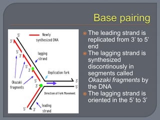 Dna structure 12.1 and 12.2 students | PPTX