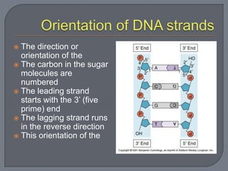 Nucleotide Direction Practic Dna structure 12.1 and 12.2 students | PPTX