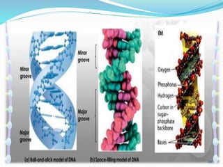 DNA structure 2.pptx molecular biology.pptx