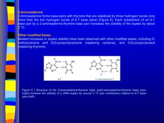 2-Aminoadenine
2-Aminoadenine forms base pairs with thymine that are stabilized by three hydrogen bonds (one
more than the two hydrogen bonds of A·T base pairs) (Figure 6). Each substitution of an A·T
base pair by a 2-aminoadenine·thymine base pair increases the stability of the duplex by about
3 °C.
Other modified bases
Modest increases in duplex stability have been observed with other modified bases, including 5-
methylcytosine and C(5)-propynylcytosine (replacing cytosine), and C(5)-propynyluracil
(replacing thymine).
Figure 6 | Structure of the 2-aminoadenine·thymine base pair2-aminoadenine·thymine base pairs
(right) increase the stability of a DNA duplex by around 3 °C (per substitution) relative to A·T base
pairs (left).
 
