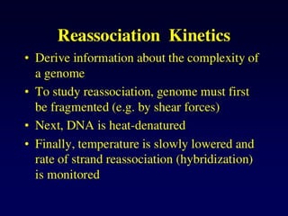 DNA_structure_2025_Curso de Ácidos Nucleicos