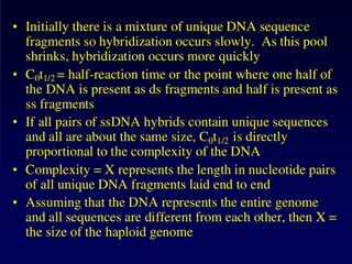 DNA_structure_2025_Curso de Ácidos Nucleicos
