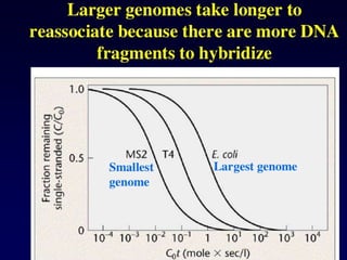 DNA_structure_2025_Curso de Ácidos Nucleicos