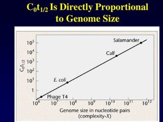DNA_structure_2025_Curso de Ácidos Nucleicos