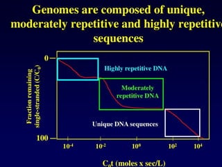 DNA_structure_2025_Curso de Ácidos Nucleicos