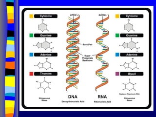 DNA_structure_2025_Curso de Ácidos Nucleicos