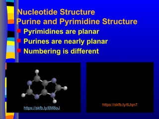 Purine and Pyrimidine Structure
 Pyrimidines are planar
 Purines are nearly planar
 Numbering is different
Nucleotide Structure
https://skfb.ly/6M8oJ
https://skfb.ly/6Jqn7
 
