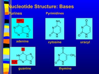 Nucleotide Structure: Bases
N
N N
H
N
NH2
adenine
N
H
N N
H
N
O
N
H2
guanine
N
N
H
O
NH2
N
N
H
O
O
CH3
cytosine uracyl
N
N
H
O
O
thymine
Purines Pyrimidines
 
