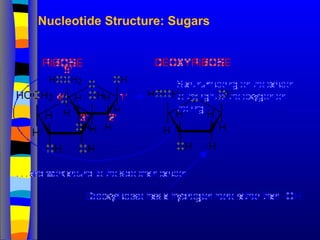 Nucleotide Structure: Sugars
 