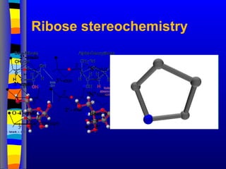 Ribose stereochemistry
 