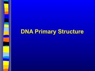DNA Primary Structure
 